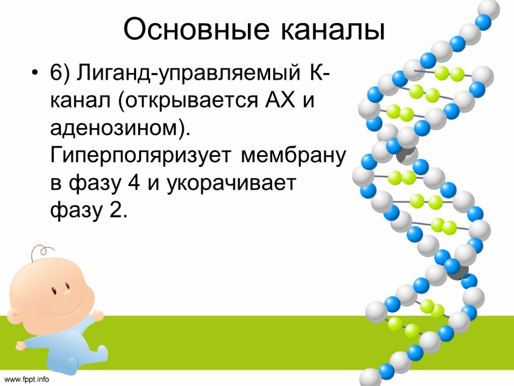 Основные каналы 6) Лиганд-управляемый К-канал (открывается АХ и аденозином). Гиперполяризует мембрану в фазу 4